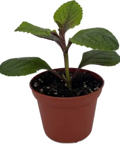 Black Swedish Ivy Plant - Plectranthus Live Plant - 2.5
