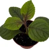 Black Swedish Ivy Plant - Plectranthus Live Plant - 2.5" Pot - Gothic - Image 1