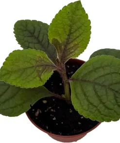 Black Swedish Ivy Plant - Plectranthus Live Plant - 2.5