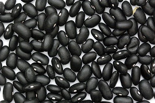 Black Turtle Bean Seeds - Heirloom Bush Type, 25 Seeds, Vigorous - Image 2