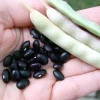 Black Turtle Bean Seeds - Heirloom Bush Type, 25 Seeds, Vigorous - Image 1