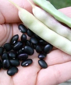 Black Turtle Bean Seeds - Heirloom Bush Type, 25 Seeds, Vigorous - Image 1