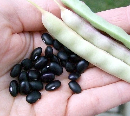 Black Turtle Bean Seeds - Heirloom Bush Type, 25 Seeds, Vigorous - Image 1