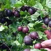 Black Velvet Gooseberry Bush Live Plant – 2.5" Pot – Hardy Fruit Shrub - Image 1