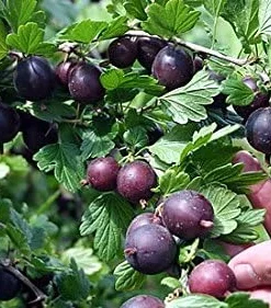 Black Velvet Gooseberry Bush Live Plant – 2.5" Pot – Hardy Fruit Shrub - Image 1
