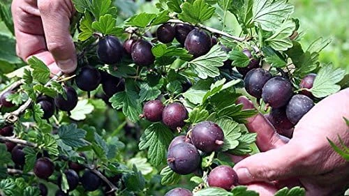 Black Velvet Gooseberry Bush Live Plant – 2.5" Pot – Hardy Fruit Shrub - Image 1