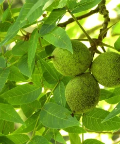 Black Walnut Tree Live Plant - Juglans nigra - 4 inch Pot, 12-18 inches Tall, Outdoor - Image 2