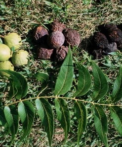 Black Walnut Tree Live Plant - Juglans nigra - 4 inch Pot, 12-18 inches Tall, Outdoor - Image 3