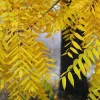 Black Walnut Tree Live Plant - Juglans nigra - 4 inch Pot, 12-18 inches Tall, Outdoor - Image 1