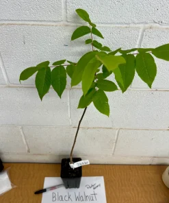 Black Walnut Tree Live Plant - Juglans nigra - 4 inch Pot, 12-18 inches Tall, Outdoor - Image 4