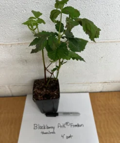 Blackberry Live Plant - Primocane Fruiting Bush 4 inch pot - Outdoor Edible Fruit - Image 2