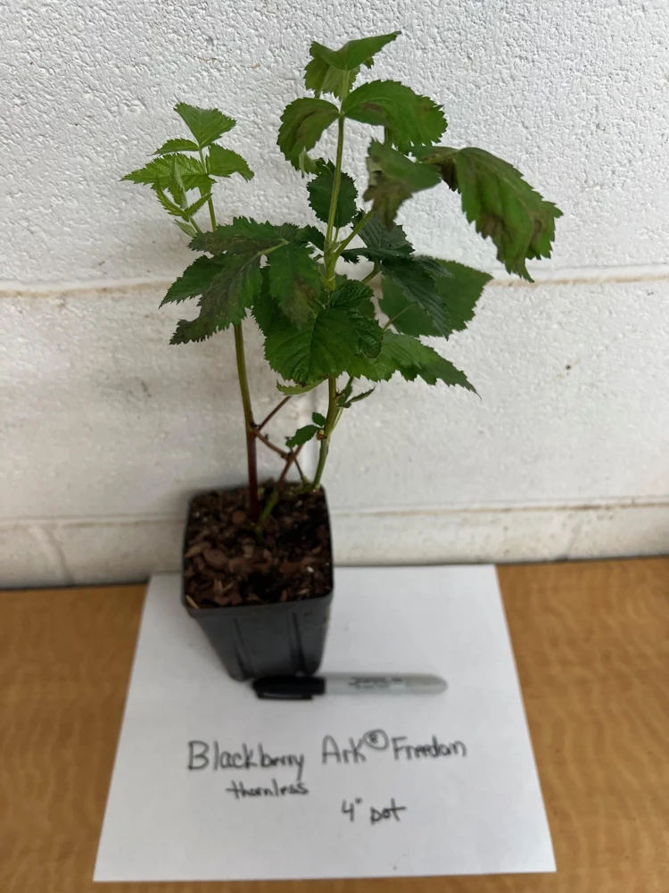 Blackberry Live Plant - Primocane Fruiting Bush 4 inch pot - Outdoor Edible Fruit - Image 2