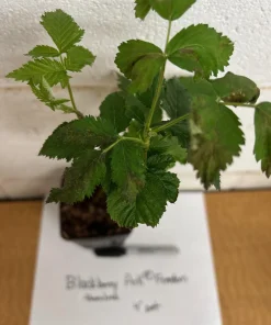 Blackberry Live Plant - Primocane Fruiting Bush 4 inch pot - Outdoor Edible Fruit - Image 3