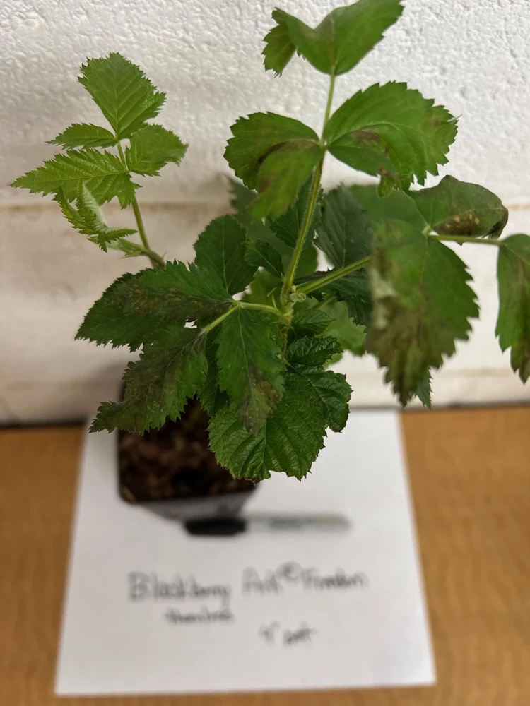 Blackberry Live Plant - Primocane Fruiting Bush 4 inch pot - Outdoor Edible Fruit - Image 3