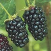 Blackberry Live Plant - Primocane Fruiting Bush 4 inch pot - Outdoor Edible Fruit - Image 1