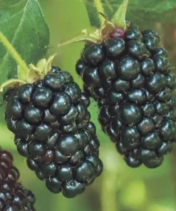 Blackberry Live Plant - Primocane Fruiting Bush 4 inch pot - Outdoor Edible Fruit - Image 1