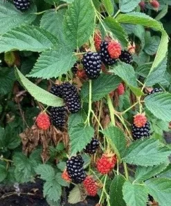 Blackberry Live Plant - Primocane Fruiting Bush 4 inch pot - Outdoor Edible Fruit - Image 4