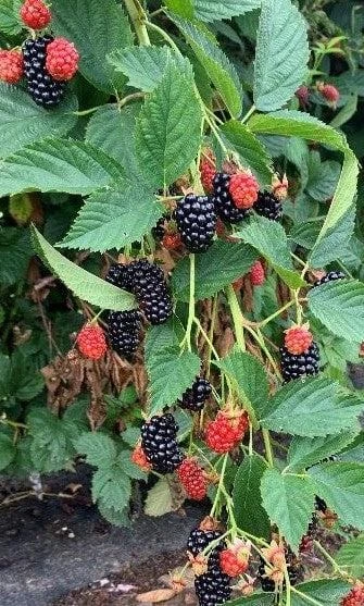 Blackberry Live Plant - Primocane Fruiting Bush 4 inch pot - Outdoor Edible Fruit - Image 4