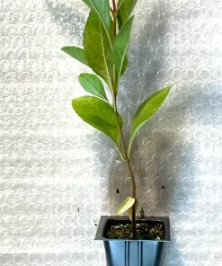 Blackhaw Native Shrub Live Plants - Plug-Grown Seedlings (4-Pack) - Image 3