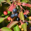 Blackhaw Native Shrub Live Plants - Plug-Grown Seedlings (4-Pack) - Image 1