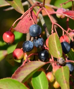 Blackhaw Native Shrub Live Plants - Plug-Grown Seedlings (4-Pack) - Image 1