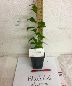 Blackhaw Viburnum Live Plant – 6-12