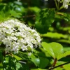 Blackhaw Viburnum Live Plant – 6-12" Tall Shrub in 4-inch Pot – Zones 3-9 - Image 1