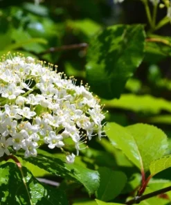 Blackhaw Viburnum Live Plant – 6-12