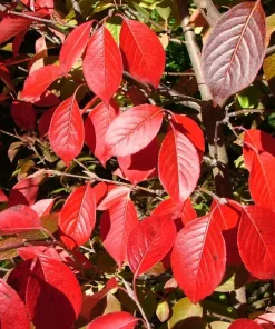 Blackhaw Viburnum Live Plant – 6-12
