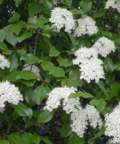 Blackhaw Viburnum Live Plant – 6-12