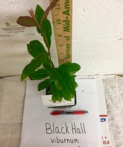 Blackhaw Viburnum Live Plant – 6-12