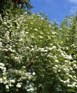 Blackhaw Viburnum Live Plant – 6-12