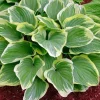 Blazing Saddles Hosta Live Plant – Quart Pot – Large Hosta – Zones 3-8 - Image 1