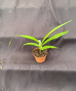 Bletilla Terracotta Princess Orchid – Cold Hardy Live Plant – 3 inch Pot - Image 2