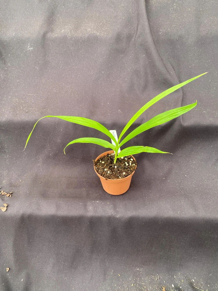 Bletilla Terracotta Princess Orchid – Cold Hardy Live Plant – 3 inch Pot - Image 2