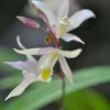 Bletilla Terracotta Princess Orchid – Cold Hardy Live Plant – 3 inch Pot - Image 1