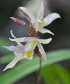 Bletilla Terracotta Princess Orchid – Cold Hardy Live Plant – 3 inch Pot - Image 1