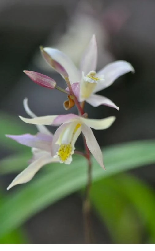 Bletilla Terracotta Princess Orchid – Cold Hardy Live Plant – 3 inch Pot - Image 1