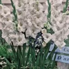 Blondie Glamini Gladiolus Bulbs - Petite, 10-Count, 10/12 cm, Outdoor - Image 1