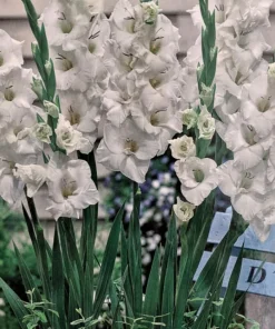 Blondie Glamini Gladiolus Bulbs - Petite, 10-Count, 10/12 cm, Outdoor - Image 1