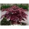Bloodgood Japanese Maple Live Plant – 1 Gallon Pot – Outdoor Tree - Image 1