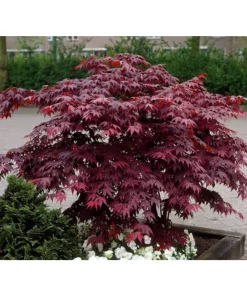 Bloodgood Japanese Maple Live Plant – 1 Gallon Pot – Outdoor Tree - Image 1