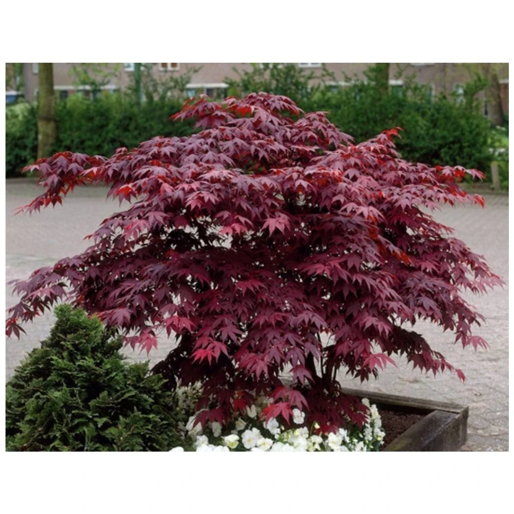 Bloodgood Japanese Maple Live Plant – 1 Gallon Pot – Outdoor Tree - Image 1