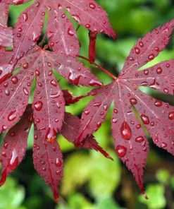 Bloodgood Japanese Maple Live Plant – 1 Gallon Pot – Outdoor Tree - Image 2
