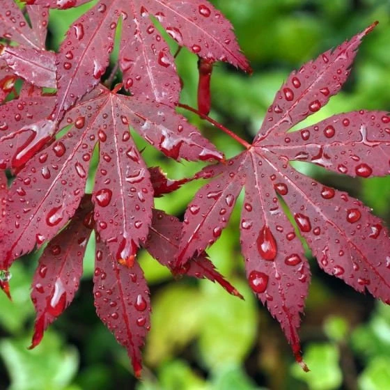 Bloodgood Japanese Maple Live Plant – 1 Gallon Pot – Outdoor Tree - Image 2