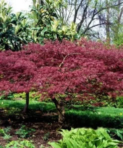 Bloodgood Japanese Maple Live Plant – 1 Gallon Pot – Outdoor Tree - Image 3