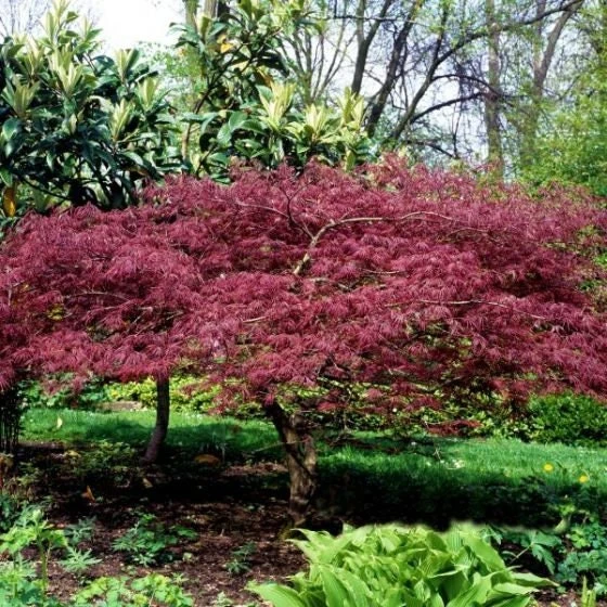 Bloodgood Japanese Maple Live Plant – 1 Gallon Pot – Outdoor Tree - Image 3