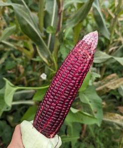 Bloody Butcher Corn Seeds - Heirloom Red Zea Mays Vegetable, 35 Seeds - Image 10