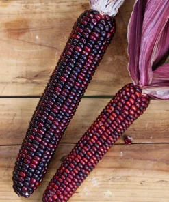 Bloody Butcher Corn Seeds - Heirloom Red Zea Mays Vegetable, 35 Seeds - Image 11
