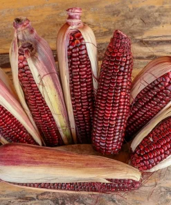 Bloody Butcher Corn Seeds - Heirloom Red Zea Mays Vegetable, 35 Seeds - Image 2